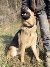 REX, Hund, Deutscher Schäferhund-Mix in Slowakische Republik - Bild 6