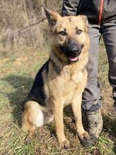 REX, Hund, Deutscher Schäferhund-Mix in Slowakische Republik - Bild 7