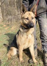 REX, Hund, Deutscher Schäferhund-Mix in Slowakische Republik - Bild 8