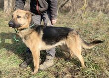 REX, Hund, Deutscher Schäferhund-Mix in Slowakische Republik - Bild 9