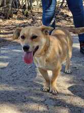 THALIA, Hund, Mischlingshund in Bulgarien