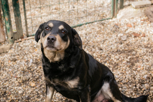 JAX, Hund, Mischlingshund in Kroatien - Bild 1