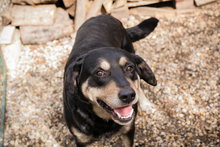 JAX, Hund, Mischlingshund in Kroatien - Bild 3