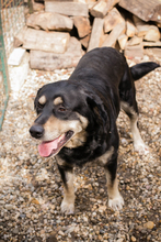 JAX, Hund, Mischlingshund in Kroatien - Bild 4