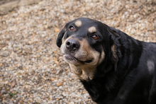 JAX, Hund, Mischlingshund in Kroatien - Bild 5