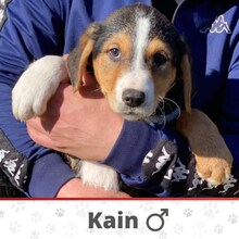 KAIN, Hund, Mischlingshund in Bosnien und Herzegowina