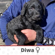 DIWA, Hund, Mischlingshund in Bosnien und Herzegowina