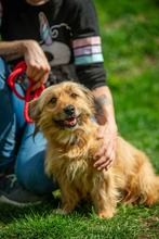 CREMEBRÜLEE, Hund, Mischlingshund in Ungarn