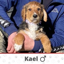 KAEL, Hund, Mischlingshund in Bosnien und Herzegowina