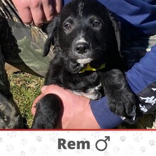 REM, Hund, Mischlingshund in Bosnien und Herzegowina