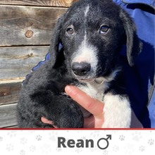 REAN, Hund, Mischlingshund in Bosnien und Herzegowina