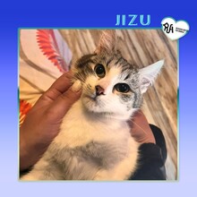JIZU, Katze, Hauskatze in Bulgarien