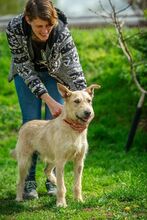 JANOSKA, Hund, Mischlingshund in Ungarn