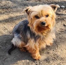 BODZA, Hund, Yorkshire Terrier in Cuxhaven