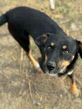 MAREK, Hund, Mischlingshund in Rumänien - Bild 1