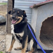 MAREK, Hund, Mischlingshund in Rumänien - Bild 10