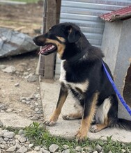 MAREK, Hund, Mischlingshund in Rumänien - Bild 12