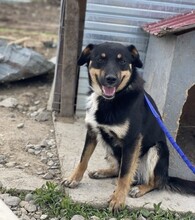 MAREK, Hund, Mischlingshund in Rumänien - Bild 15