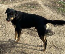 MAREK, Hund, Mischlingshund in Rumänien - Bild 2