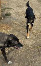 MAREK, Hund, Mischlingshund in Rumänien - Bild 3