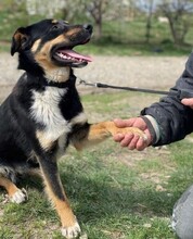 MAREK, Hund, Mischlingshund in Rumänien - Bild 4