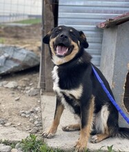 MAREK, Hund, Mischlingshund in Rumänien - Bild 6