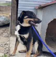 MAREK, Hund, Mischlingshund in Rumänien - Bild 7