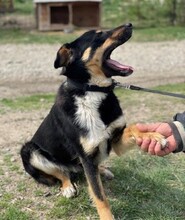 MAREK, Hund, Mischlingshund in Rumänien - Bild 8