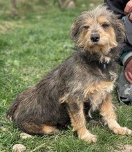 HEDWIG, Hund, Mischlingshund in Rumänien