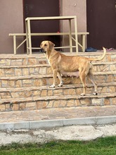 BETTY3, Hund, Mischlingshund in Bulgarien - Bild 6