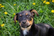 REMO, Hund, Mischlingshund in Kroatien - Bild 1