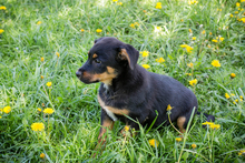 REMO, Hund, Mischlingshund in Kroatien - Bild 4