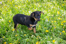 REMO, Hund, Mischlingshund in Kroatien - Bild 5