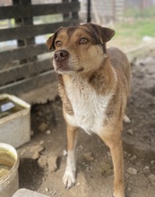 SCHNUFFEL, Hund, Mischlingshund in Griechenland - Bild 3