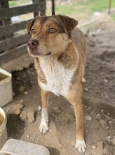 SCHNUFFEL, Hund, Mischlingshund in Griechenland - Bild 4