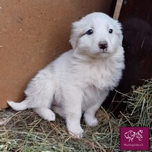 SOPHIE, Hund, Mischlingshund in Rumänien