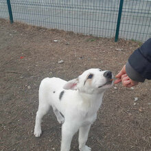 GALFONSO, Hund, Mischlingshund in Lippetal - Bild 13