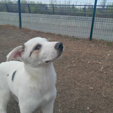 GALFONSO, Hund, Mischlingshund in Lippetal - Bild 15