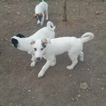 GALFONSO, Hund, Mischlingshund in Lippetal - Bild 18