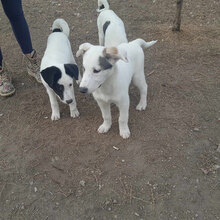 GALFONSO, Hund, Mischlingshund in Lippetal - Bild 19