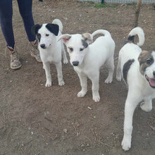 GALFONSO, Hund, Mischlingshund in Lippetal - Bild 20