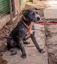 BABU, Hund, Mischlingshund in Ungarn - Bild 3