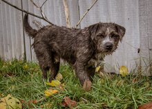 BABU, Hund, Mischlingshund in Ungarn - Bild 4