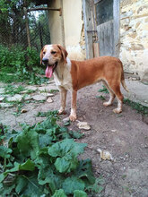 HAMMY, Hund, Mischlingshund in Bulgarien - Bild 10