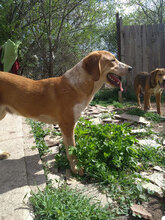 HAMMY, Hund, Mischlingshund in Bulgarien - Bild 12