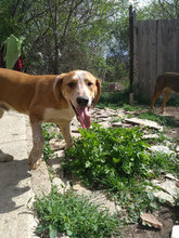 HAMMY, Hund, Mischlingshund in Bulgarien - Bild 13