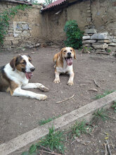 HAMMY, Hund, Mischlingshund in Bulgarien - Bild 14