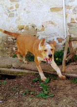 HAMMY, Hund, Mischlingshund in Bulgarien - Bild 7