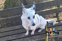 AIKO, Hund, Mischlingshund in Kassel - Bild 10