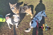 AIKO, Hund, Mischlingshund in Kassel - Bild 11